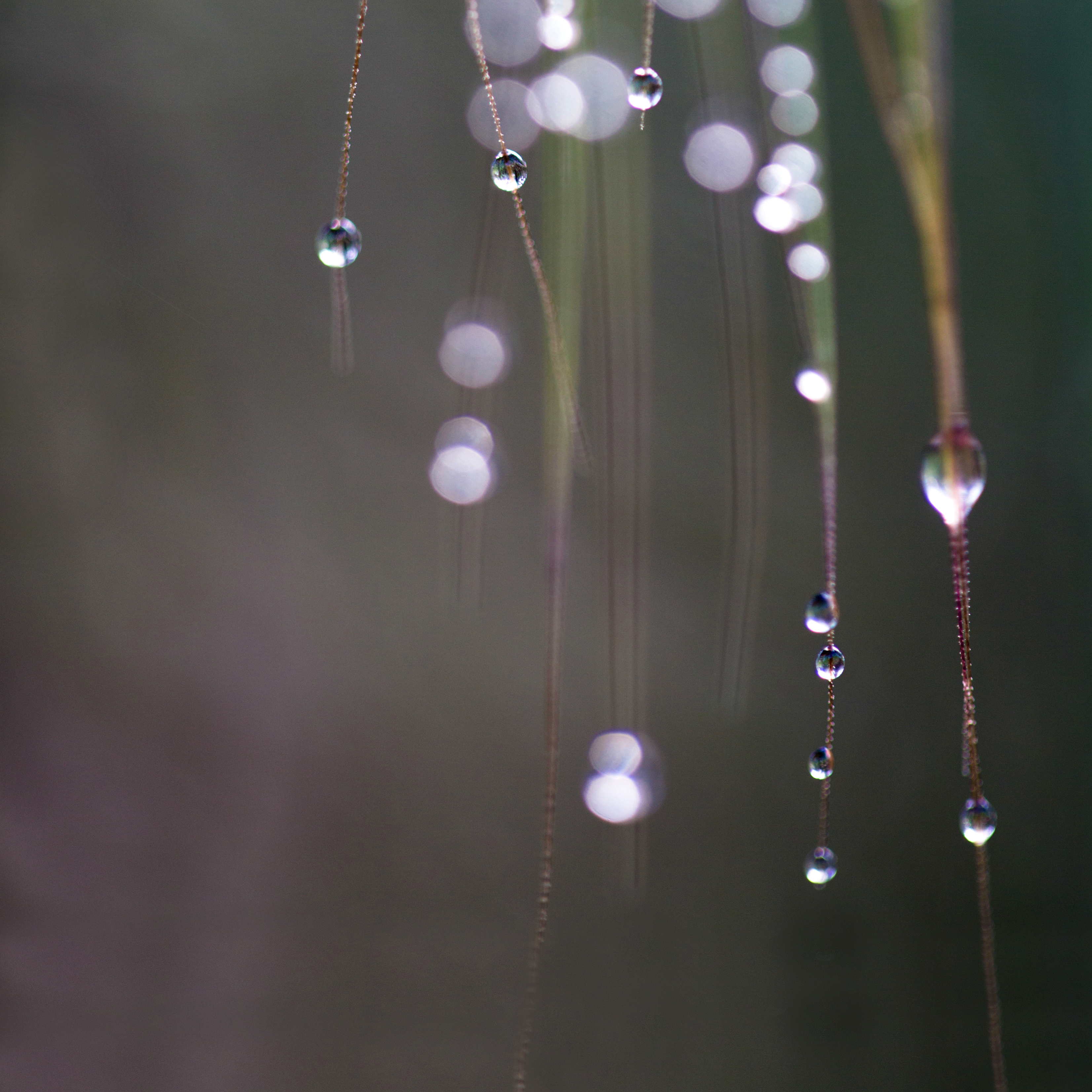 Macro Of Droplets On Grass